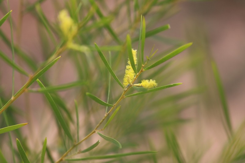 Acacia drepanocarpa photo 4
