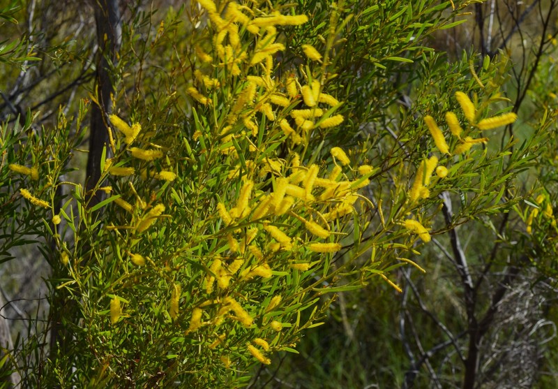 Acacia drepanocarpa photo 6