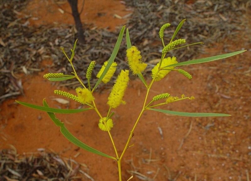 Acacia drepanocarpa photo 7