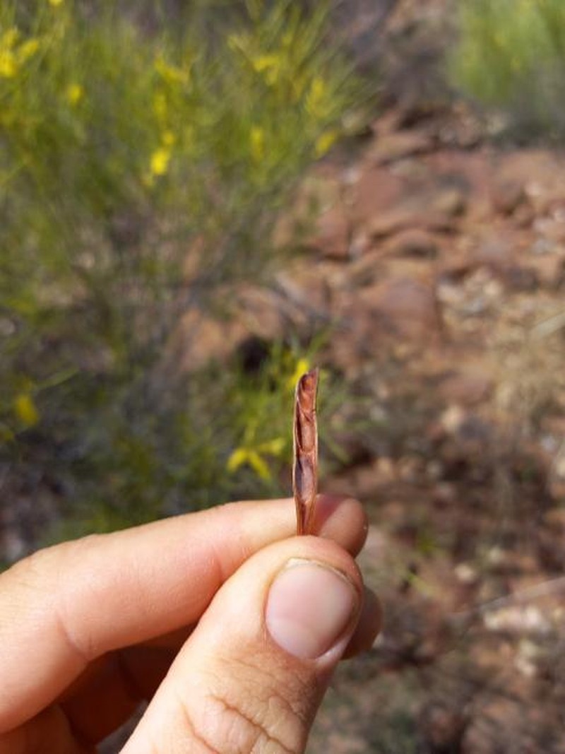 Acacia drepanocarpa photo 8
