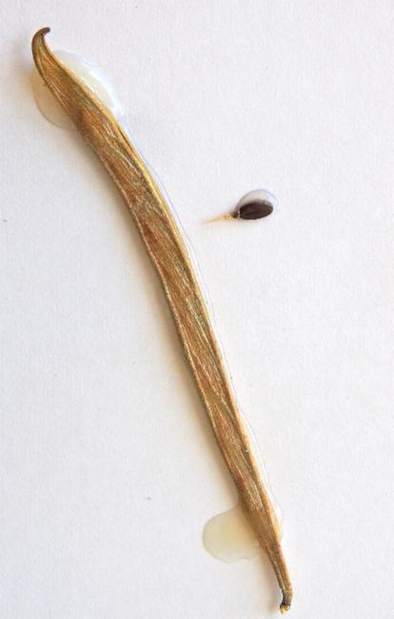 Acacia drepanocarpa subsp. drepanocarpa