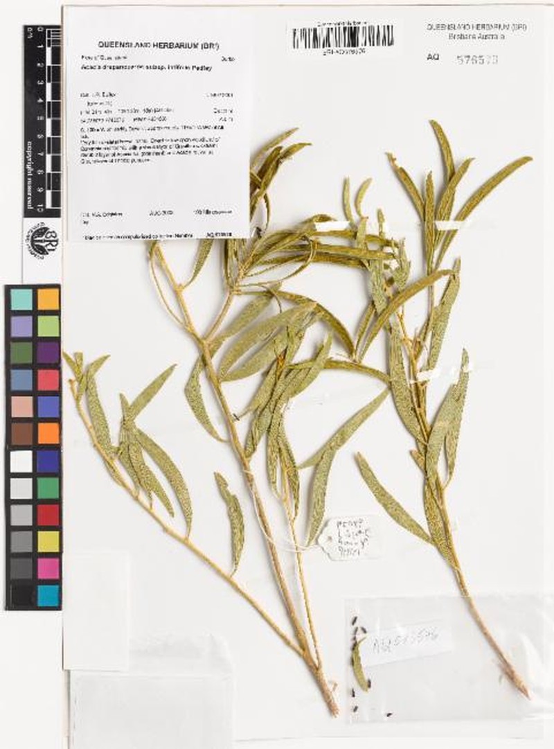 Acacia drepanocarpa subsp. latifolia