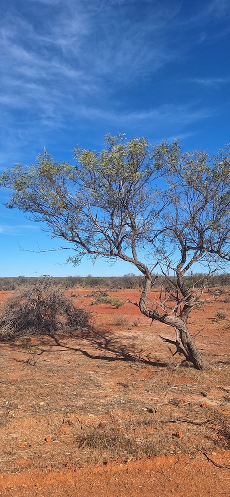 Acacia drepanophylla photo 3