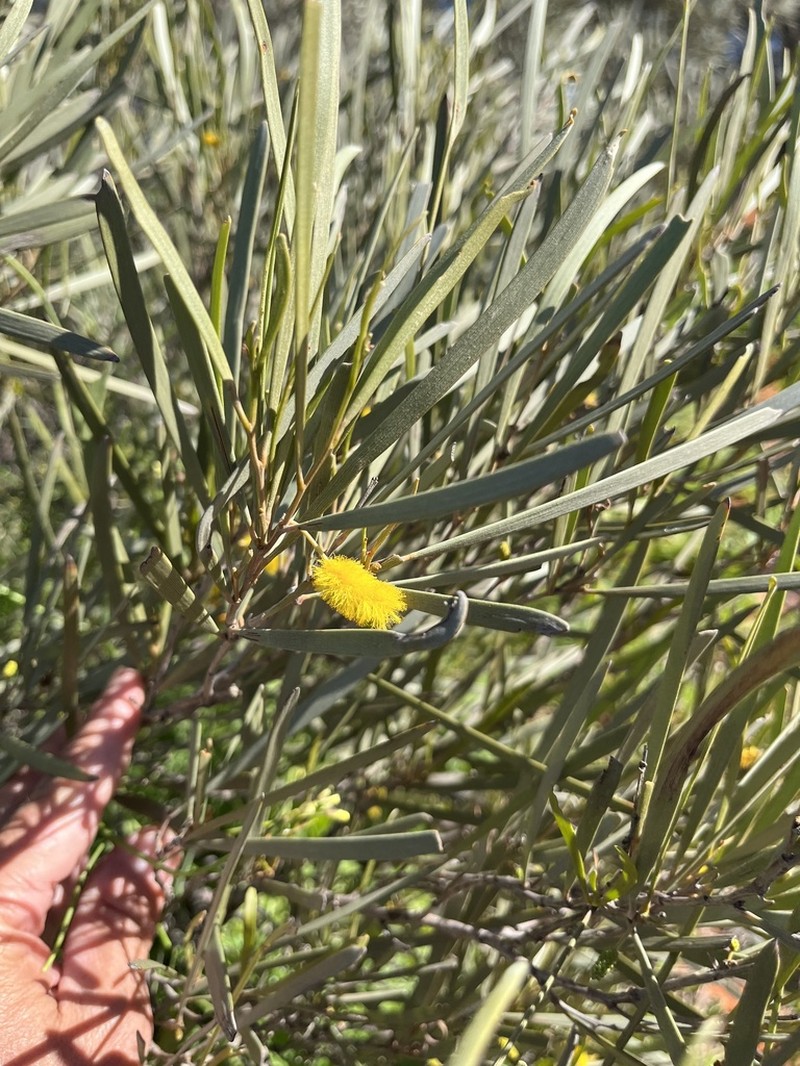 Acacia drepanophylla photo 4
