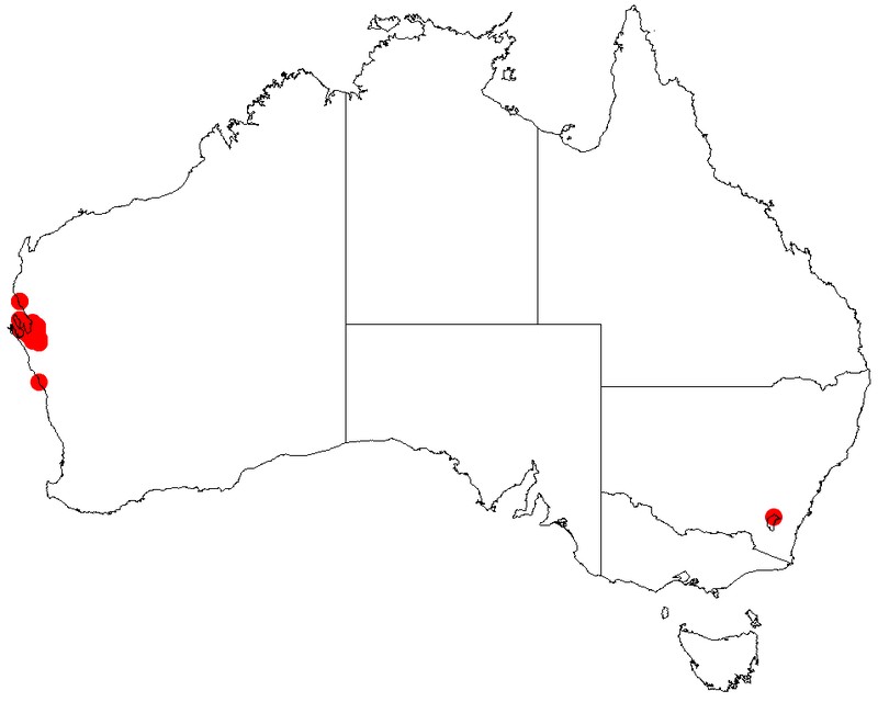 Acacia drepanophylla