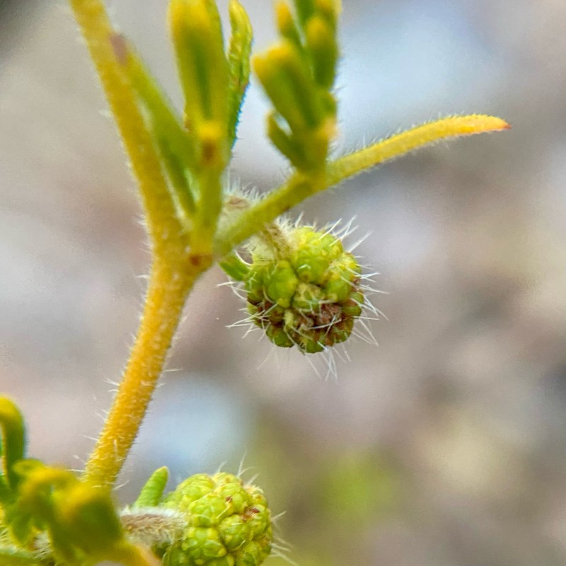 Acacia drewiana