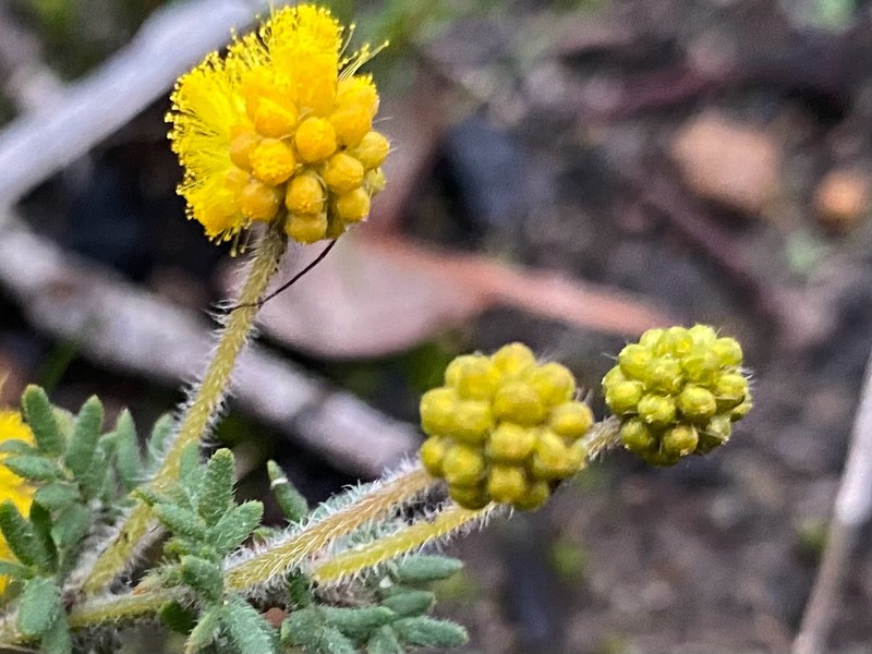 Acacia drewiana photo 3