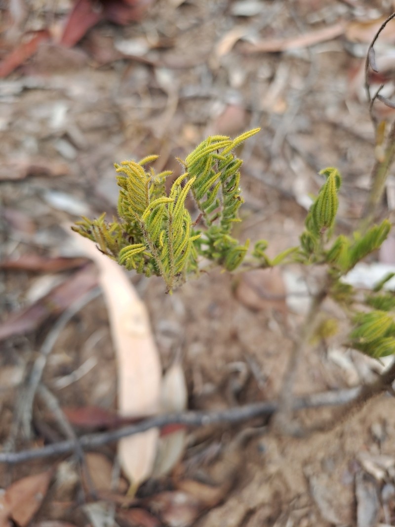 Acacia drewiana photo 5