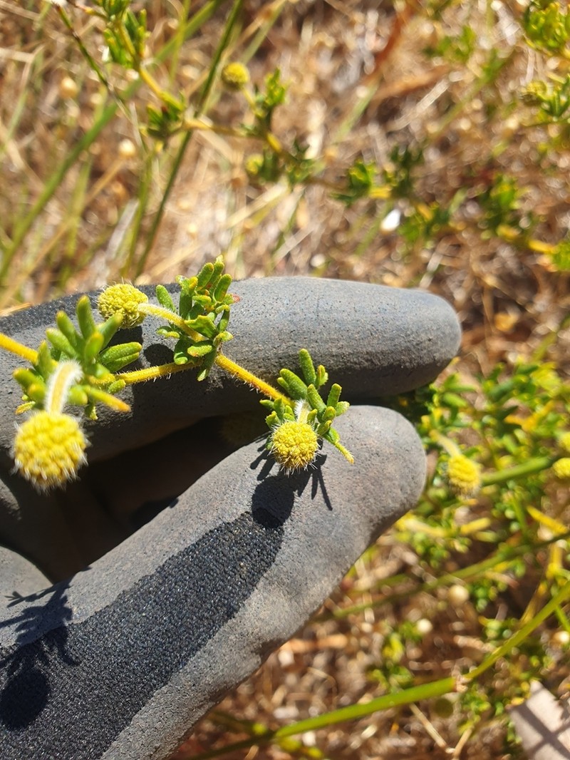 Acacia drewiana photo 6