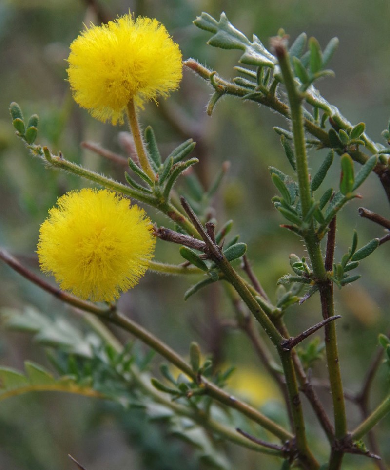 Acacia drewiana subsp. drewiana photo 3