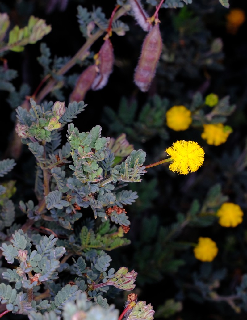 Acacia drewiana subsp. minor photo 2