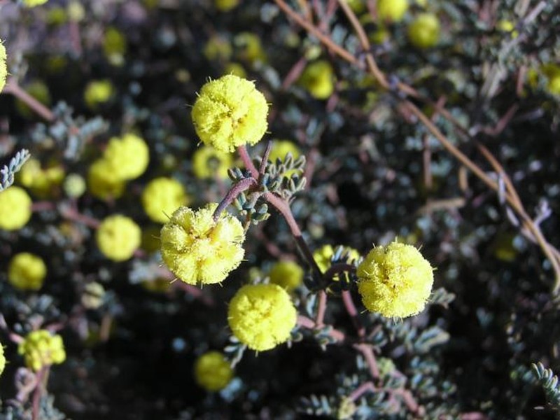 Acacia drewiana subsp. minor photo 3