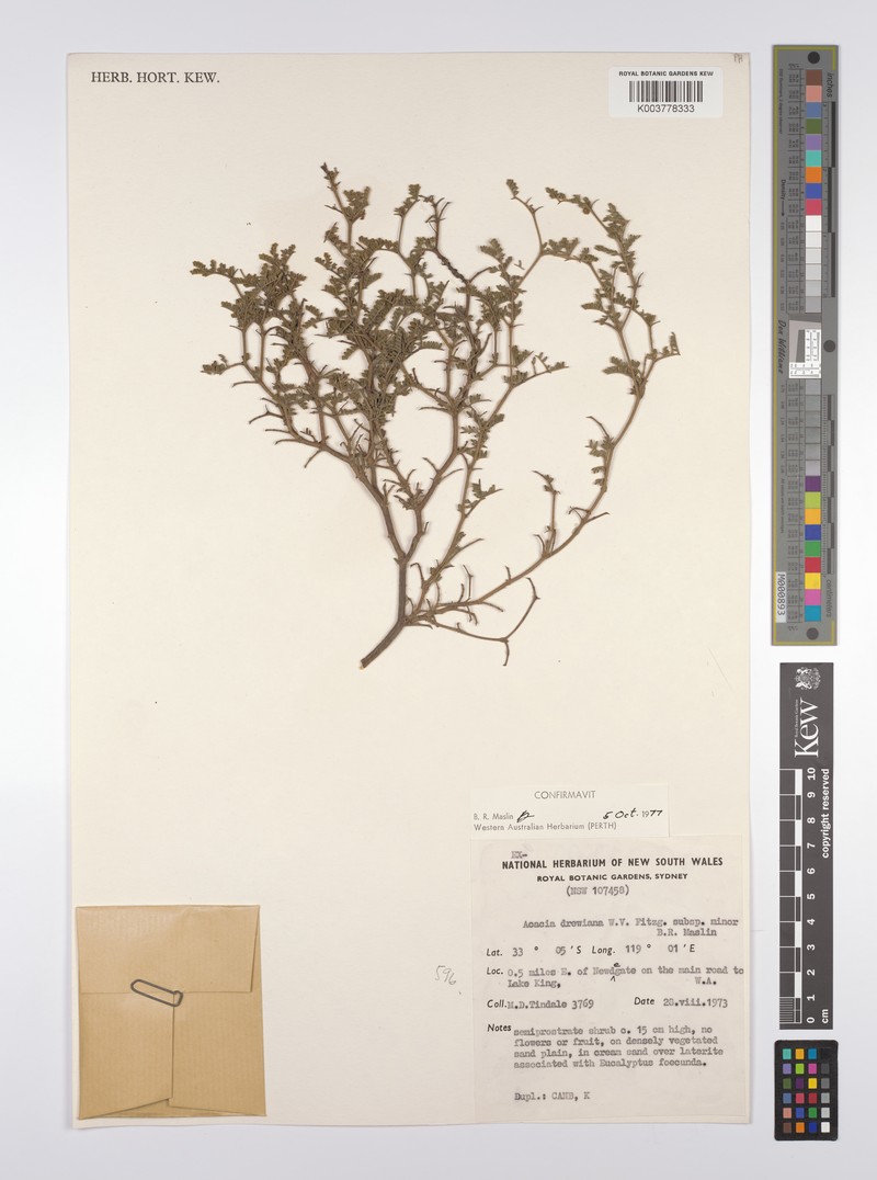 Acacia drewiana subsp. minor