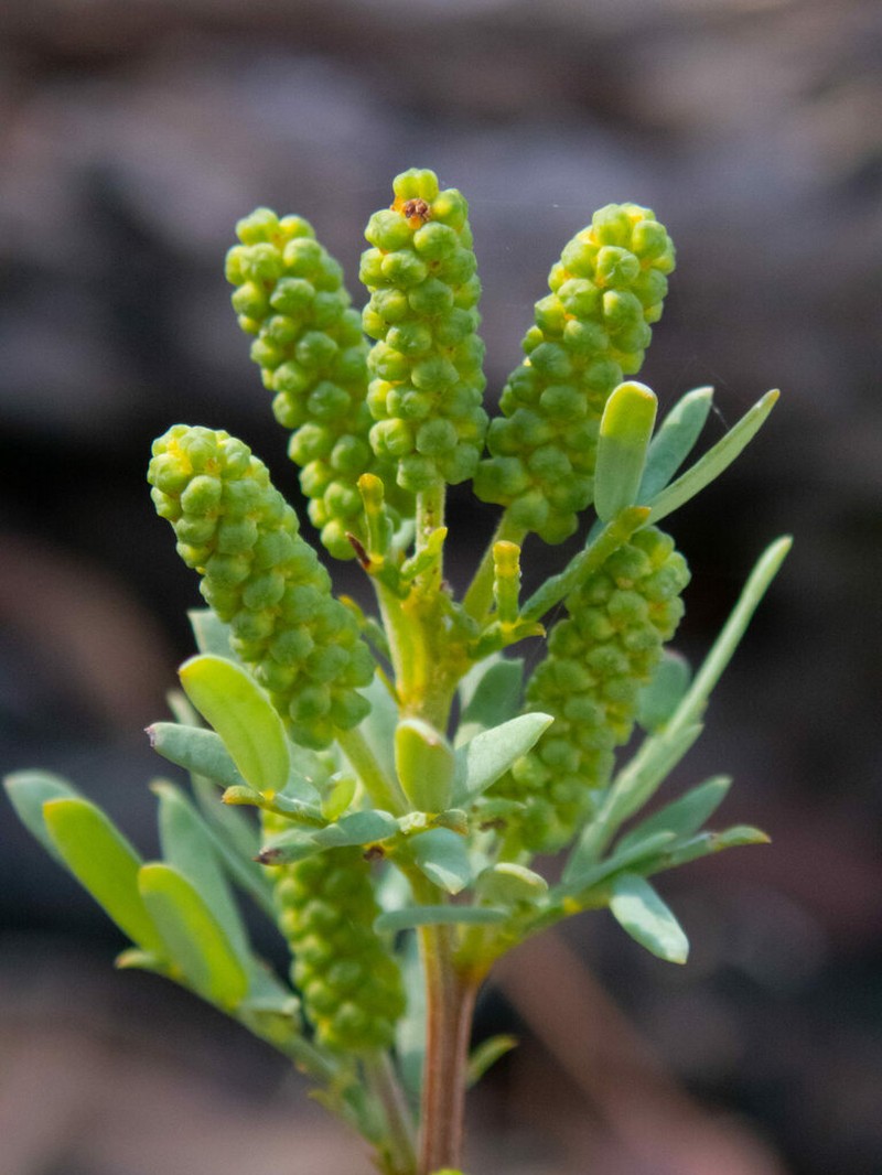 Drummond's Wattle photo 2