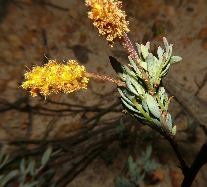 Drummond's Wattle photo 3