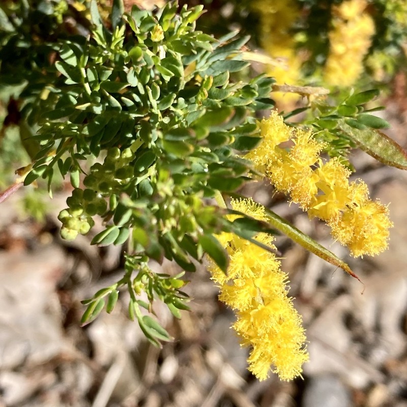 Drummond's Wattle photo 4