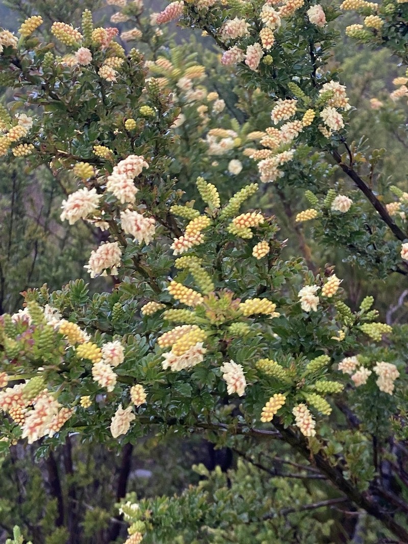 Drummond's Wattle photo 6