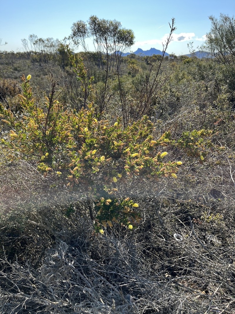 Drummond's Wattle photo 7