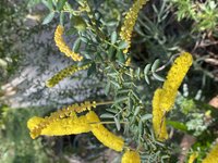 Drummond's Wattle