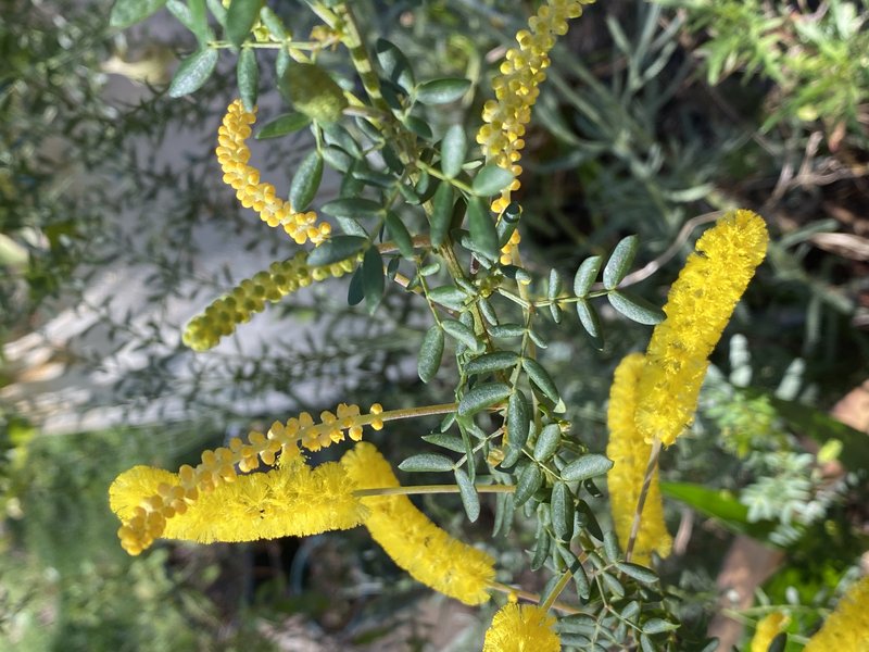 Drummond's Wattle