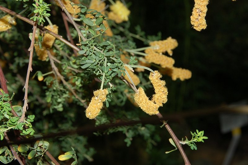 Drummond's Wattle