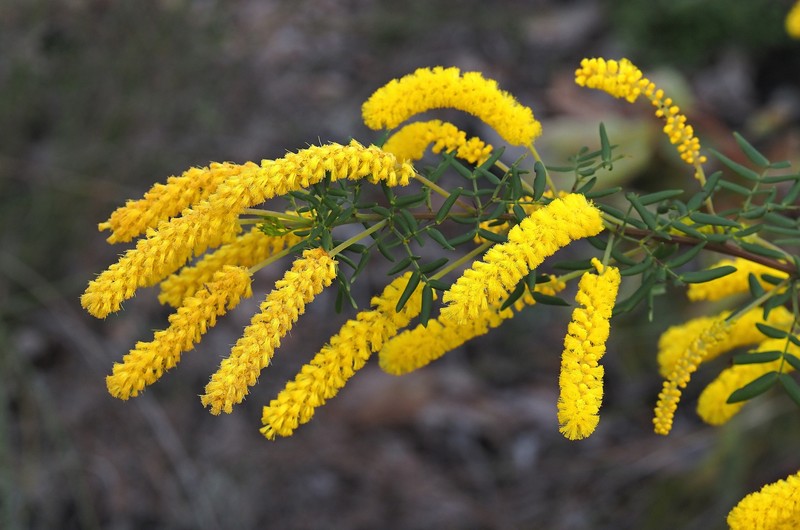 Acacia drummondii subsp. affinis