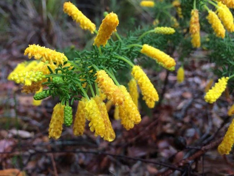 Acacia drummondii subsp. affinis photo 2