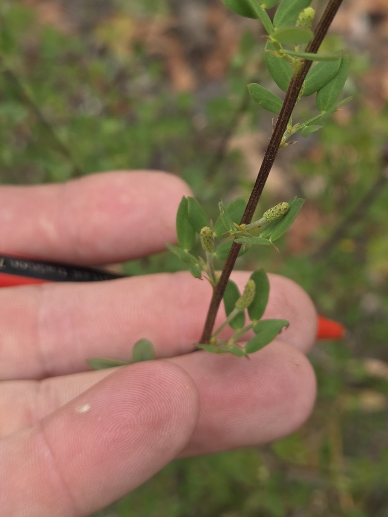 Acacia drummondii subsp. candolleana