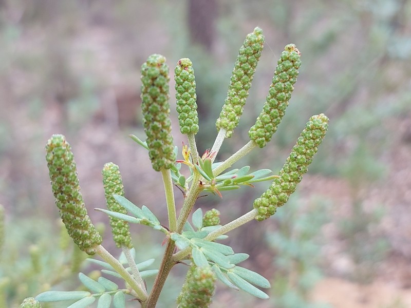 Acacia drummondii subsp. candolleana photo 2