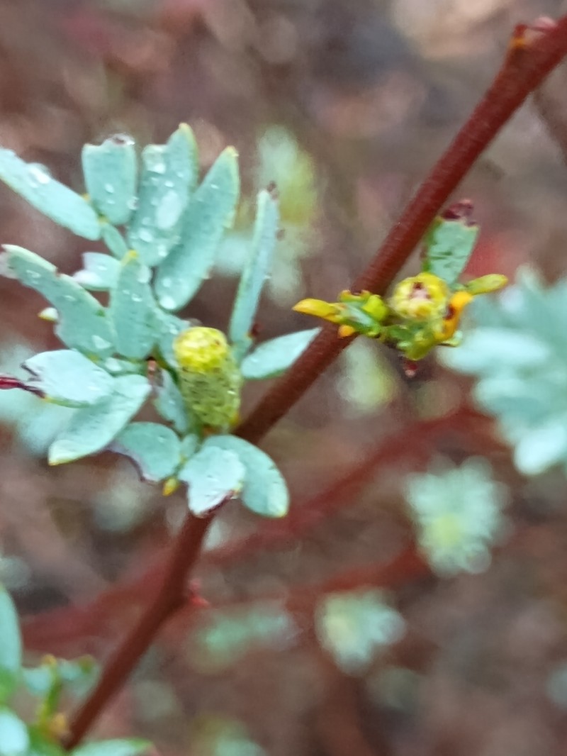 Acacia drummondii subsp. candolleana photo 3