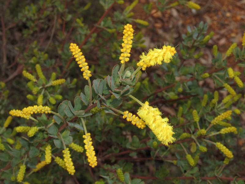 Acacia drummondii subsp. candolleana photo 4