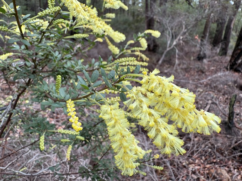 Acacia drummondii subsp. candolleana photo 5