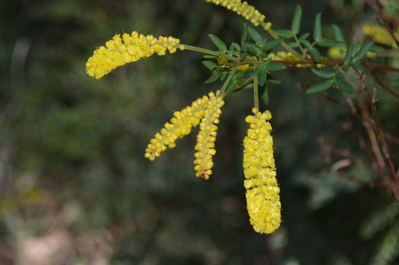 Acacia drummondii subsp. candolleana photo 6
