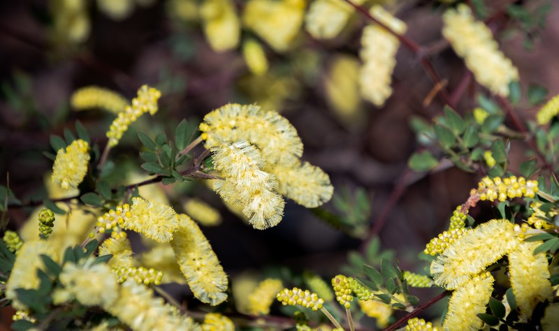 Acacia drummondii subsp. candolleana photo 7