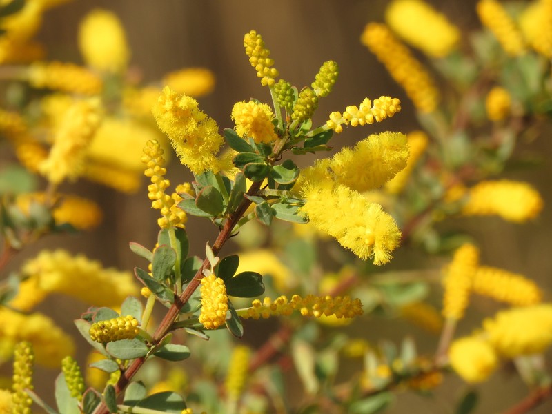 Acacia drummondii subsp. candolleana photo 8
