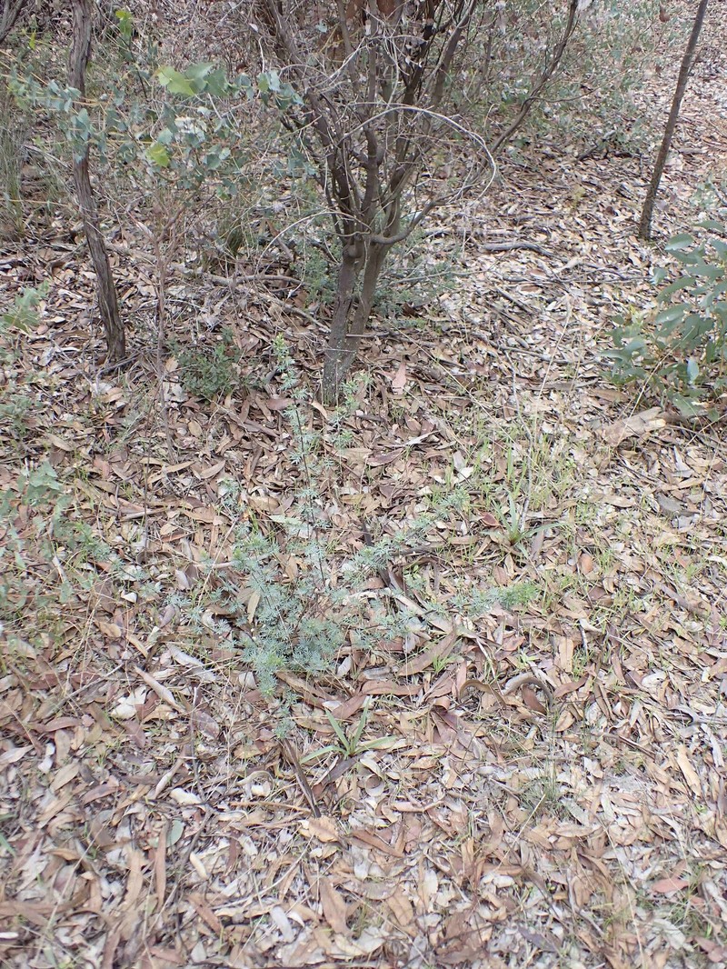Acacia drummondii subsp. drummondii