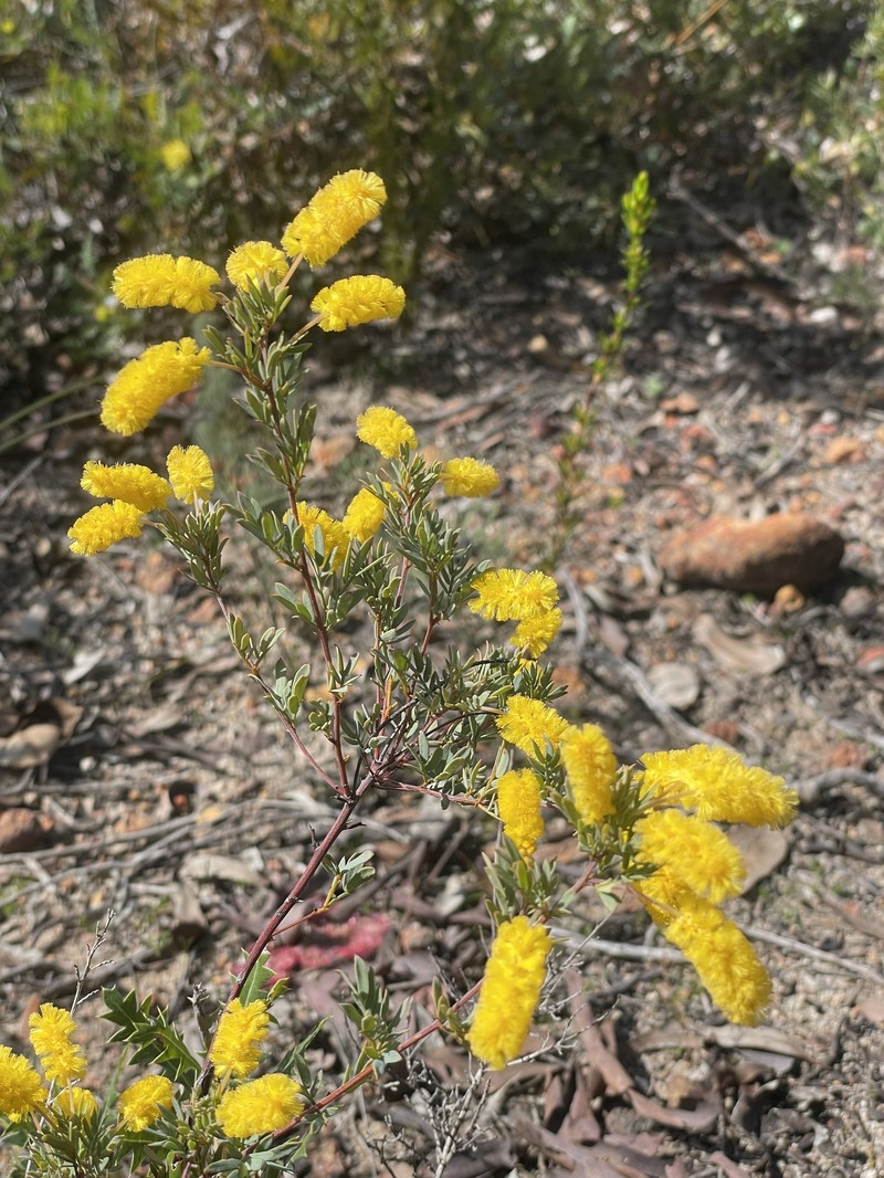 Acacia drummondii subsp. drummondii photo 2