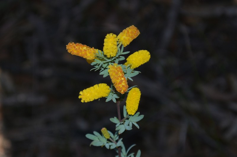 Acacia drummondii subsp. drummondii photo 3