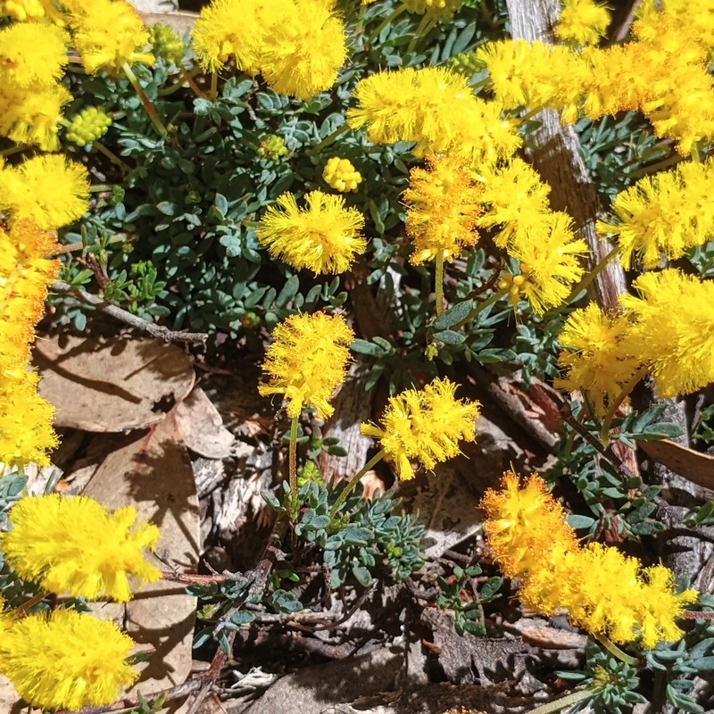 Acacia drummondii subsp. drummondii photo 4
