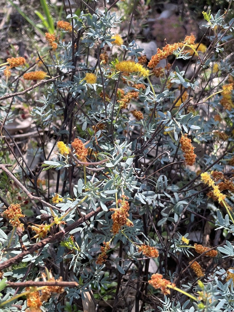 Acacia drummondii subsp. drummondii photo 5