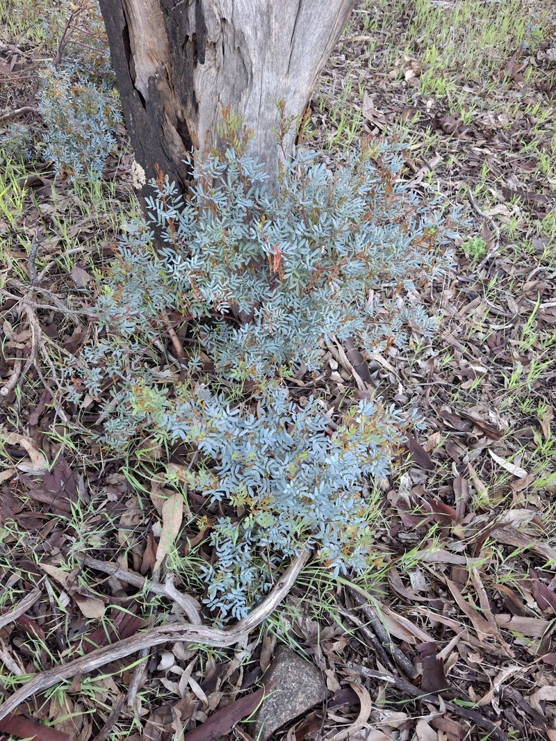 Acacia drummondii subsp. drummondii photo 6