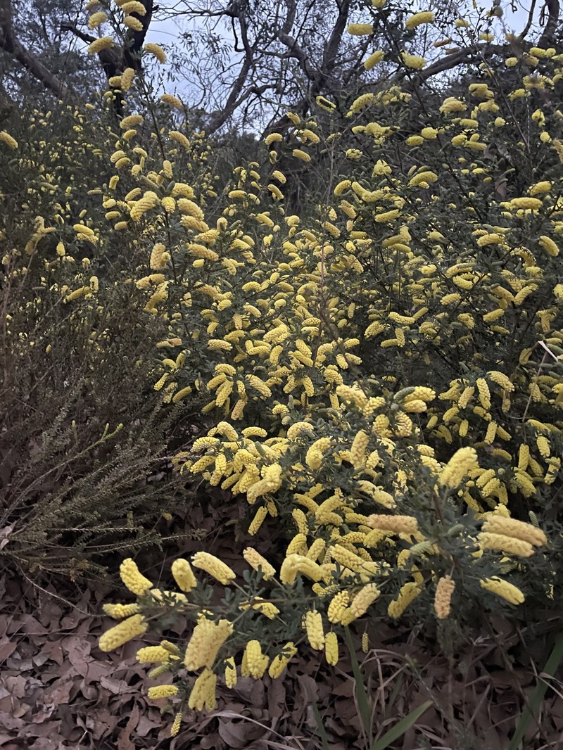 Acacia drummondii subsp. drummondii photo 8
