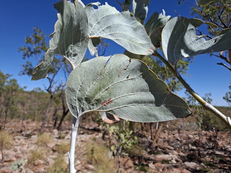 Acacia dunnii photo 2
