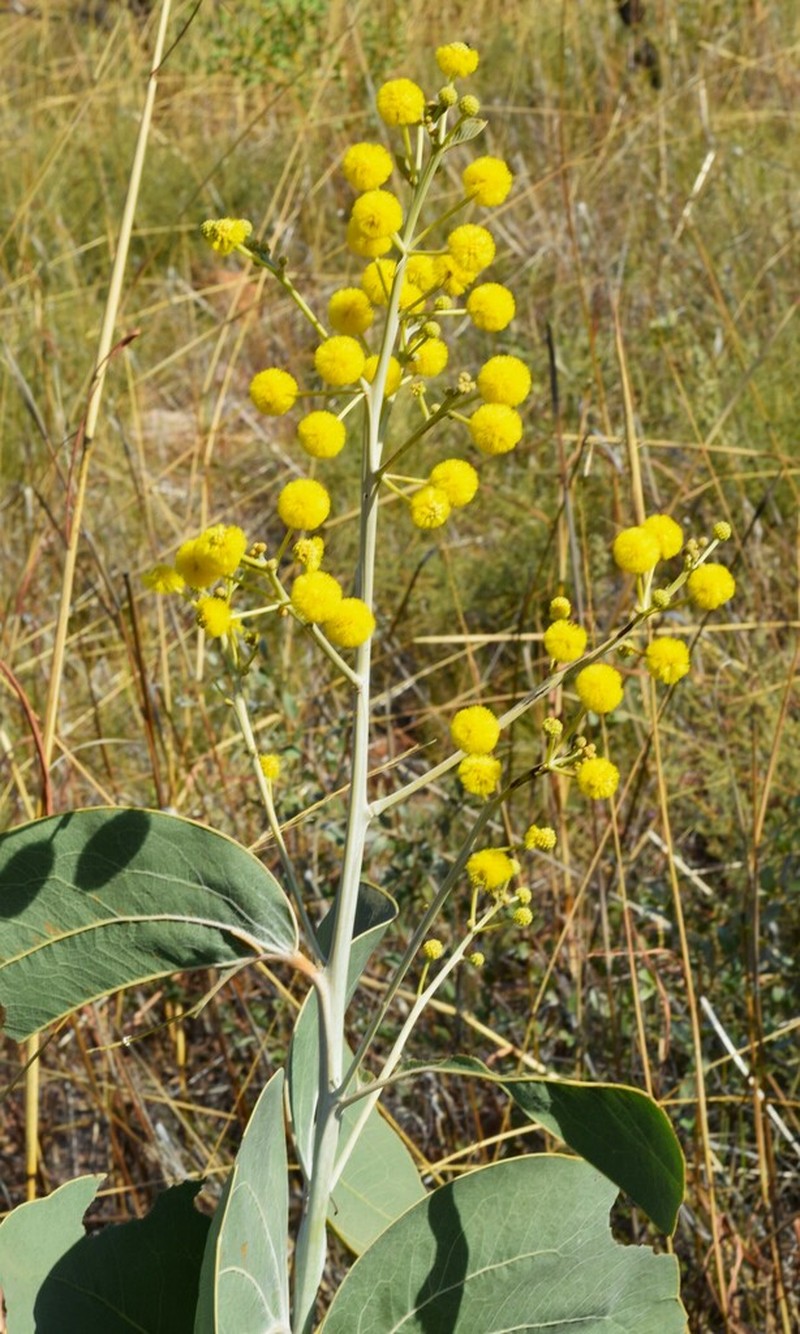 Acacia dunnii photo 3