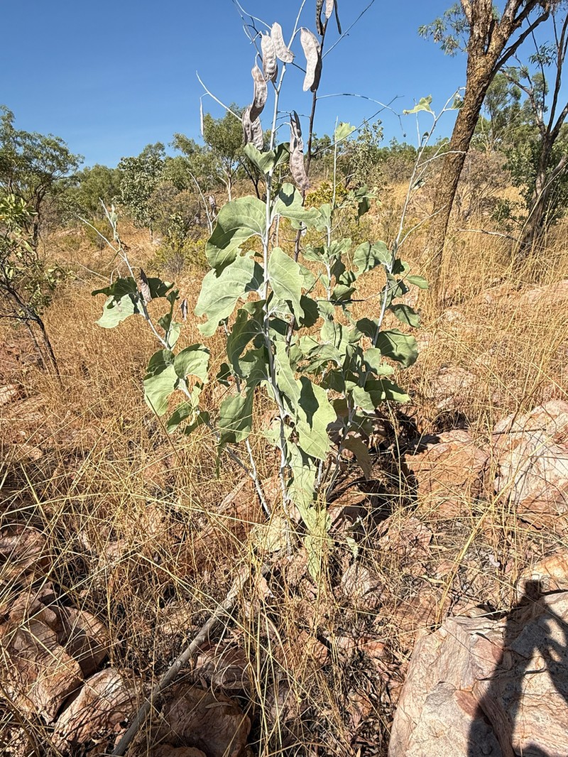 Acacia dunnii photo 4