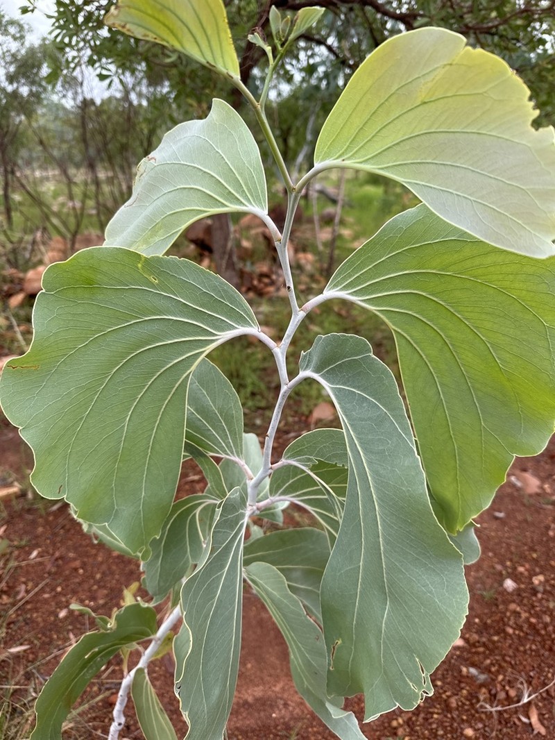 Acacia dunnii photo 5