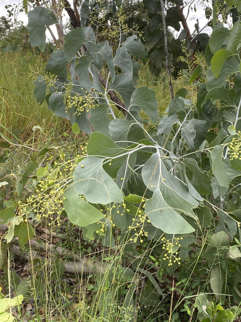 Acacia dunnii photo 6