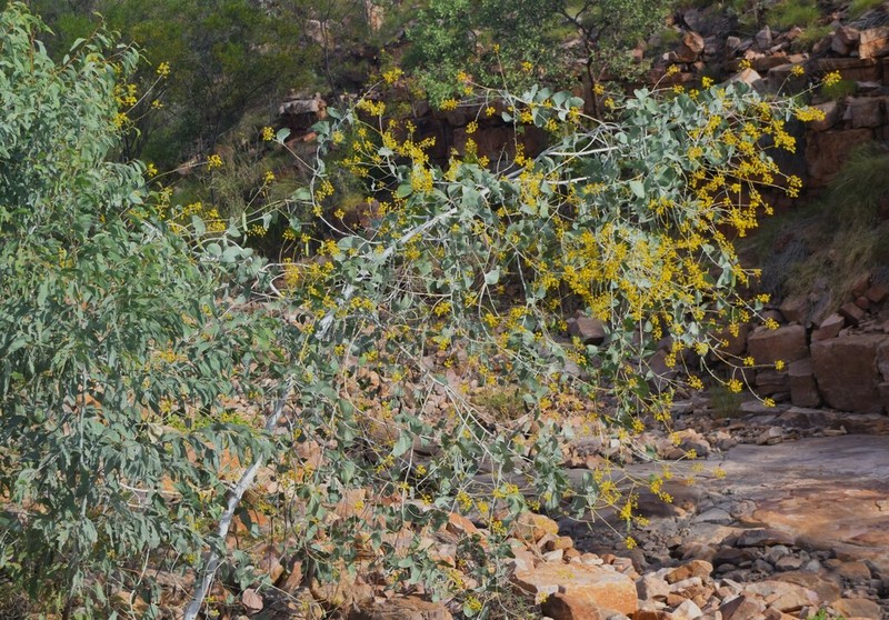 Acacia dunnii photo 7