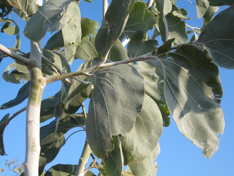 Acacia dunnii