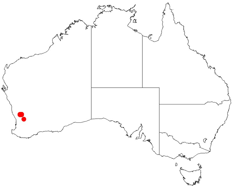 Acacia dura